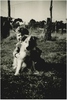 Thumbnail shane   kimie the dog in the paddock at cornishtown circa 1952