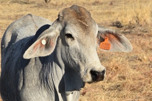 Medium cattle steers 6 sept